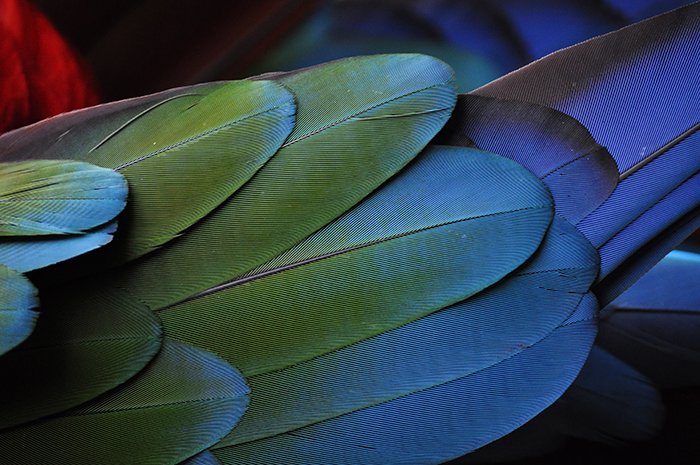 Макрофотография, показывающая красивые детали перьев птицы