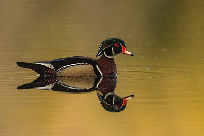 Птица, плавающая в воде, птица отражается на поверхности воды, создавая двойное изображение
