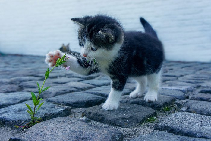 милый котенок играет с цветком