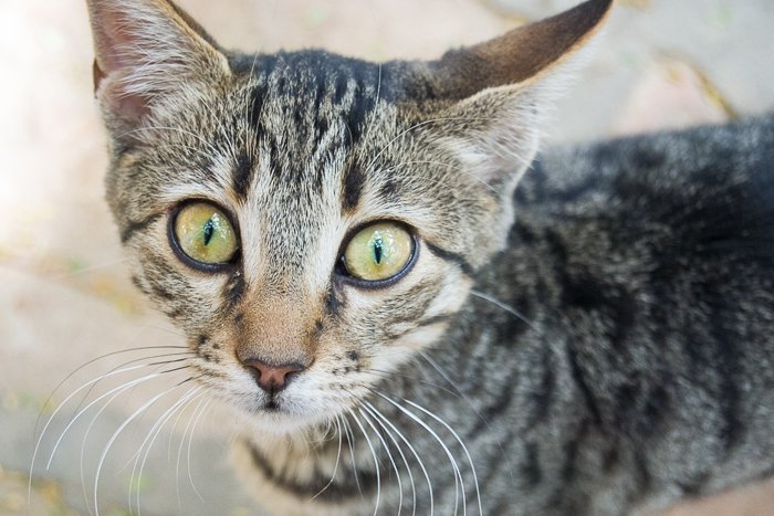 крупный план кошки табби с зелеными глазами