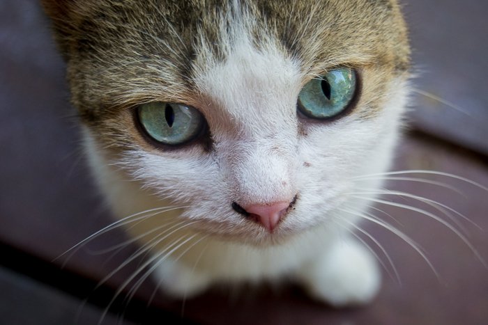 крупный план милой коричнево-белой кошки с зелеными глазами