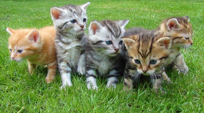 Пять милых котят в ряд на траве