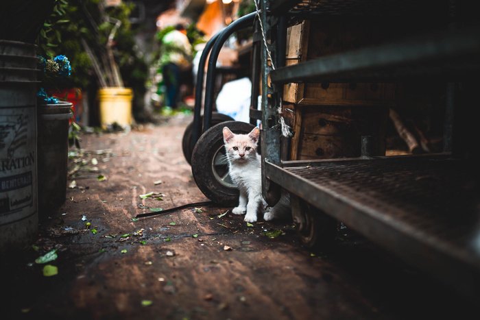 милый белый котенок прячется среди садовых предметов