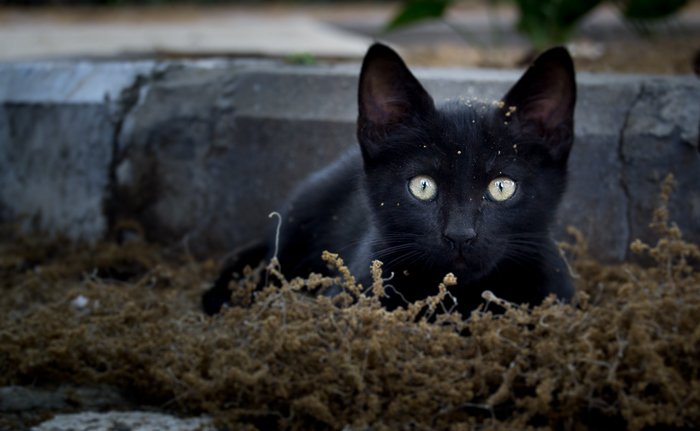 черный кот сидит во мху