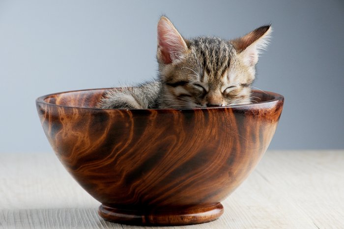 милый котенок спит в деревянной миске