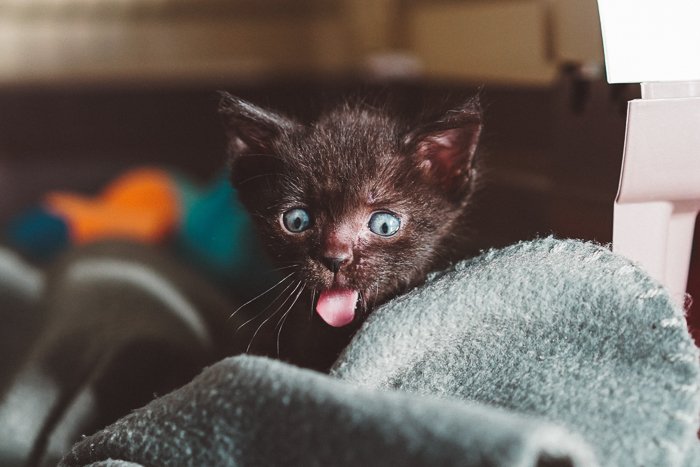 милый коричневый котенок с высунутым языком