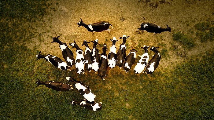 Фотография с дрона, на которой козы группируются