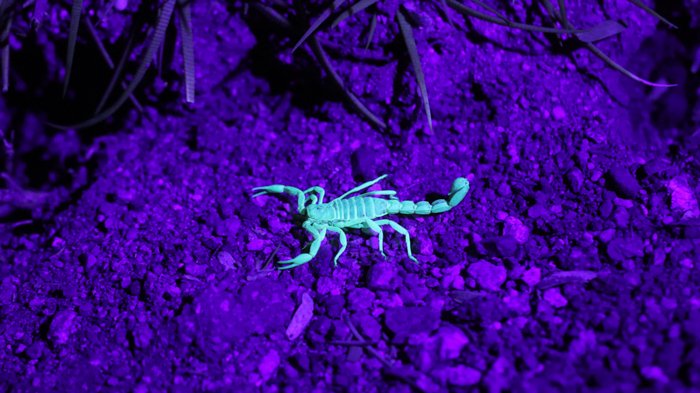 УФ-фотография скорпиона цвета тила на фиолетовом фоне