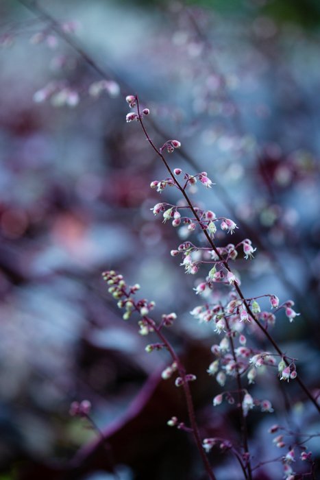 Фотография ветки с цветами фиолетового цвета