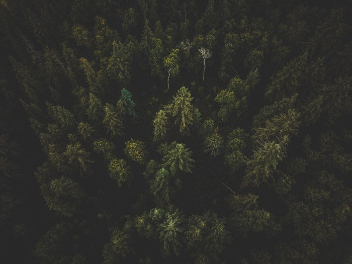 Фотография леса с высоты птичьего полета с фотовиньетированием по углам
