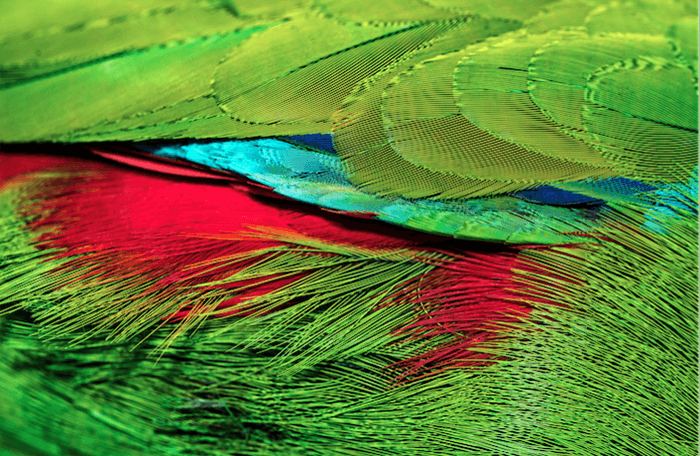 ярко окрашенные перья тропической птицы с эффектом муара