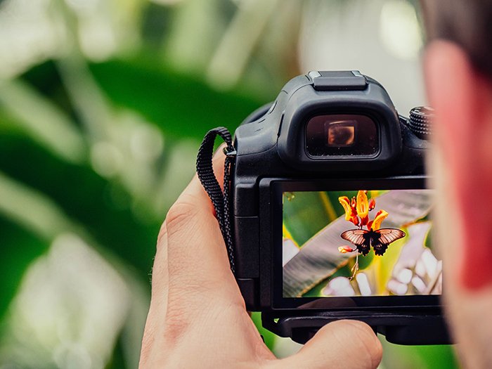 фотограф снимает бабочку на зеркальный фотоаппарат