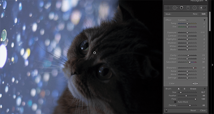 Скриншот редактирования фотографии кошки в Lightroom
