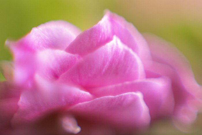 розовый цветок, снятый с макросъемкой, выдвинутой на 40 мм