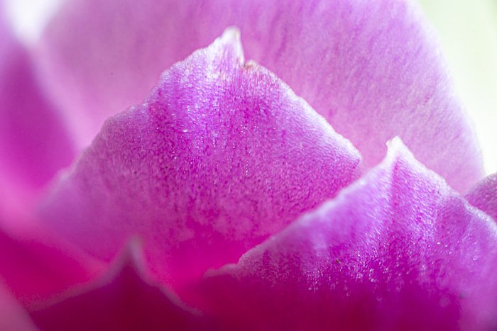 макрофотография цветка, снятая с помощью макро-мехов