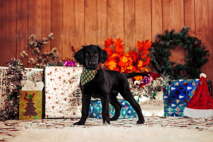 Фотография собаки перед рождественскими подарками