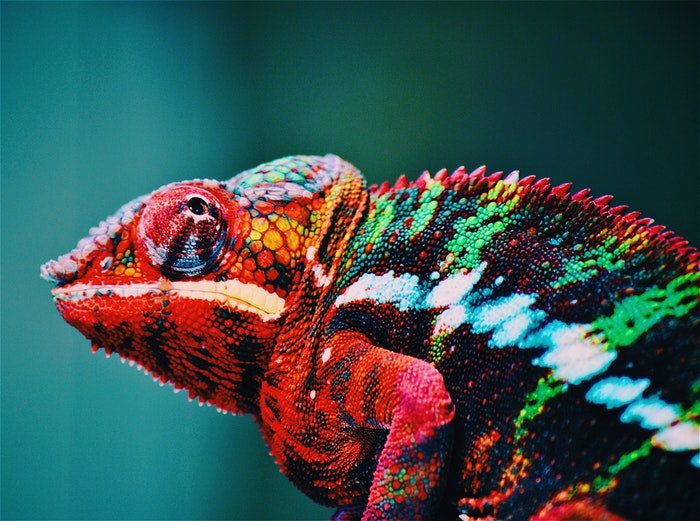 Фотография крупным планом красочного хамелеона