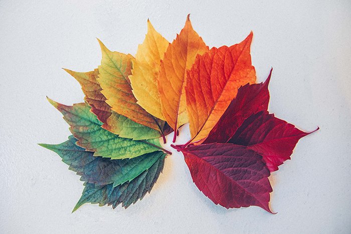 спектр разноцветных листьев