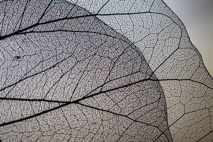 Макрофотография прозрачных листьев
