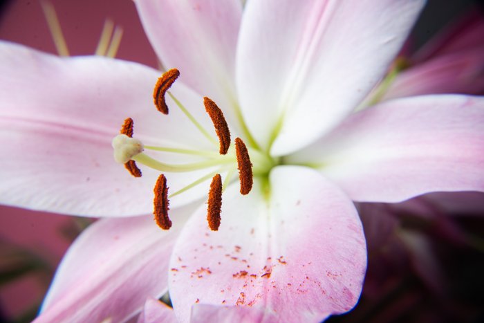 Фотография розового цветка крупным планом, сделанная с помощью фильтра крупного плана