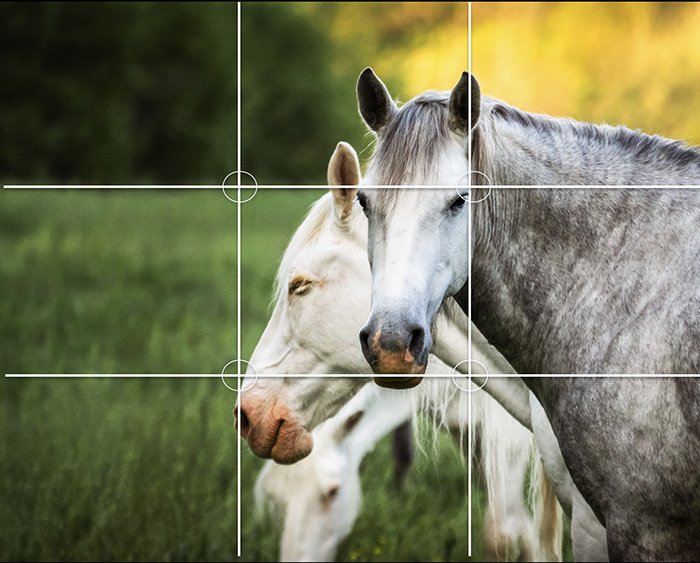 Лошади в поле с наложенной композиционной сеткой правила третей