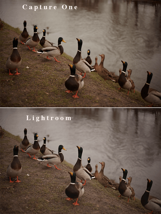 Диптих из одинаковых фотографий группы уток у озера, сравнивающий обработку изображений в Lightroom и Capture One RAW