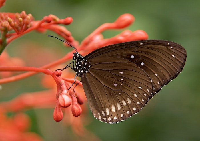 Макрофотография коричневой бабочки, отдыхающей на цветке