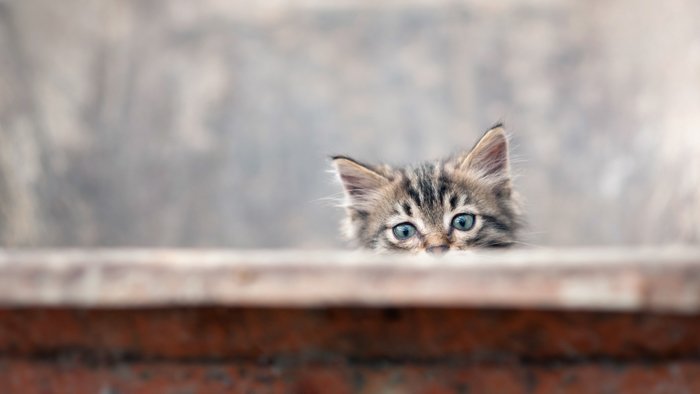 любопытная кошка крадется из-за стены