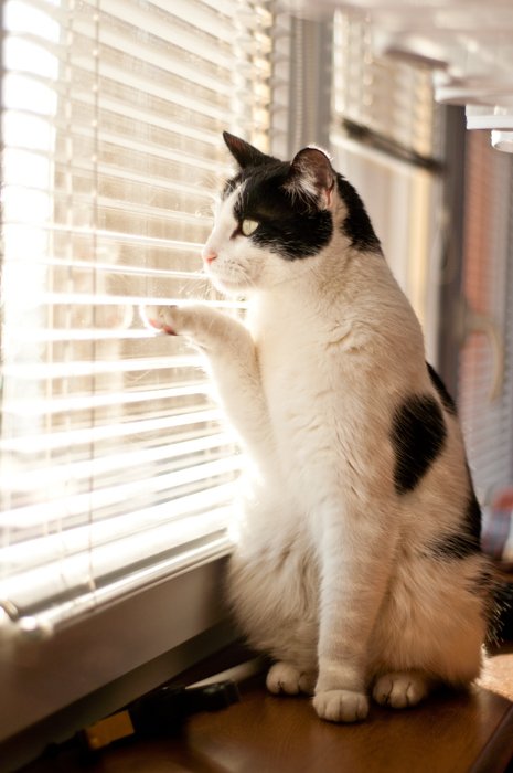 Черно-белый кот сидит в окне и смотрит на улицу через занавеску