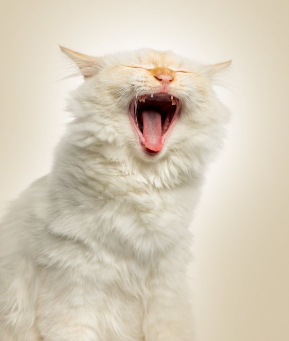 белая кошка зевает на светлом фоне позади нее