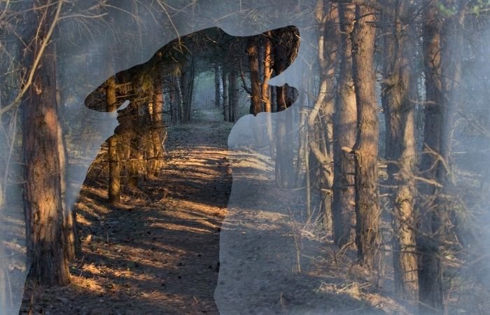 изображение двойной экспозиции с силуэтом волка и лесом на заднем плане