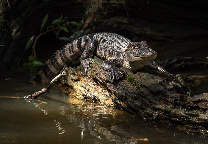 Аллигатор в болотах Луизианы