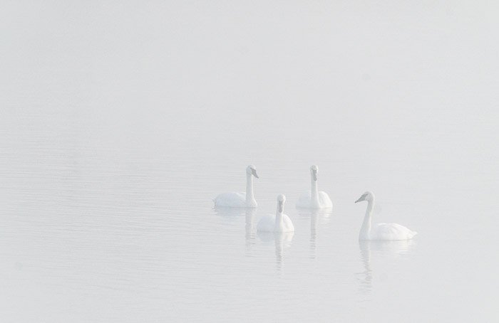 Эфемерное изображение лебедей в озере