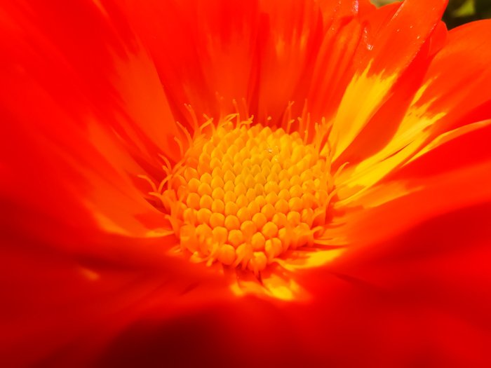 Крупный план центра оранжевого цветка