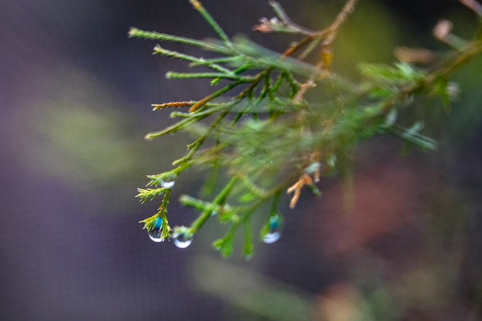 Вечнозеленый под дождем с малой глубиной резкости.