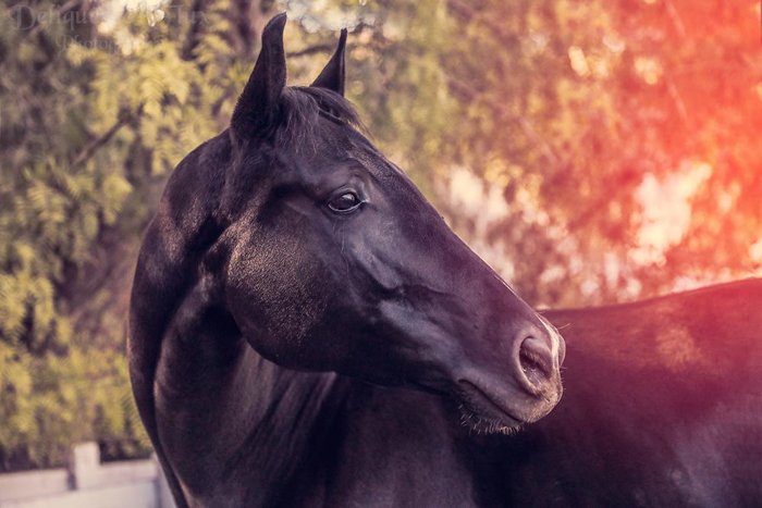 Мечтательный портрет коричневой лошади