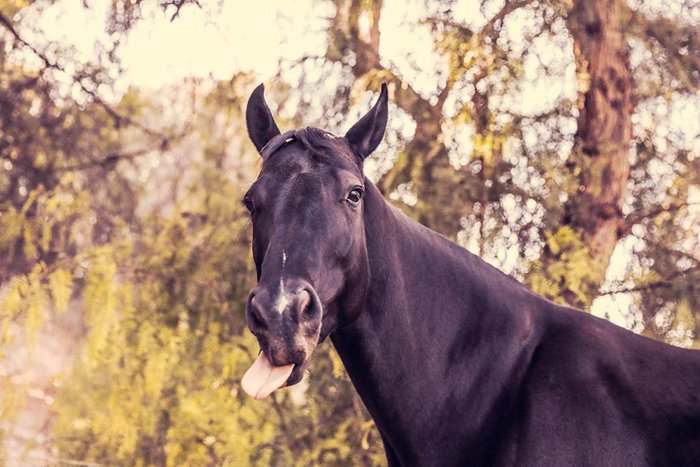 Черная лошадь, высунувшая язык