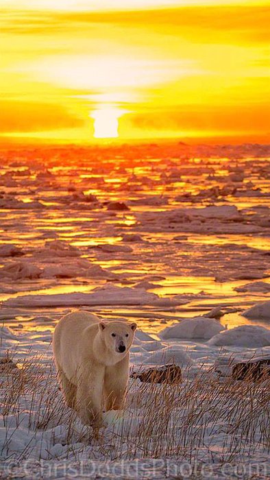 A white bear walking through ice at sunset by Christopher Dodds