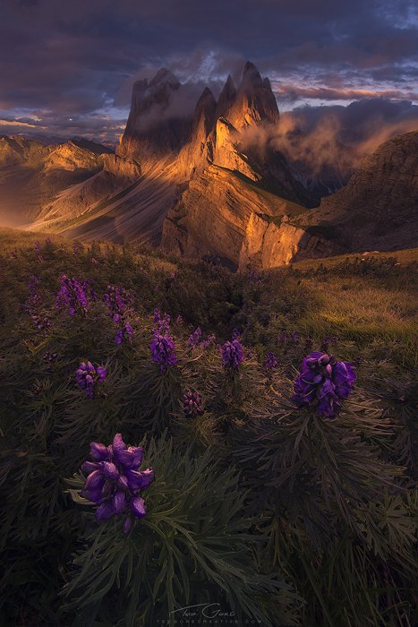 Фиолетовые цветы на переднем плане горного пейзажа, фото Теда Гора
