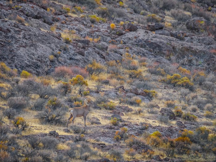 Баран в пустыне, фото Ги Таля