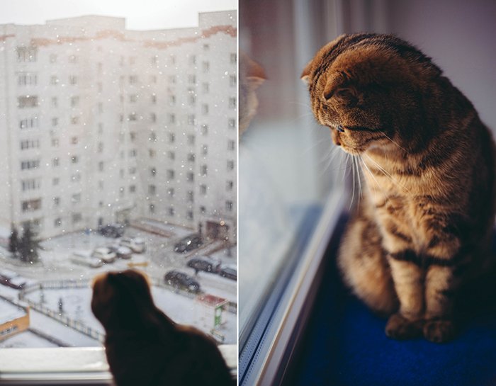 Диптих кошки у окна