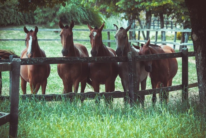 Пять лошадей в поле