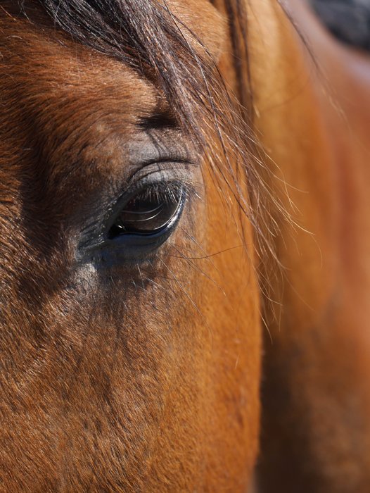 Крупный план морды коричневой лошади, сфокусированный на ее глазе