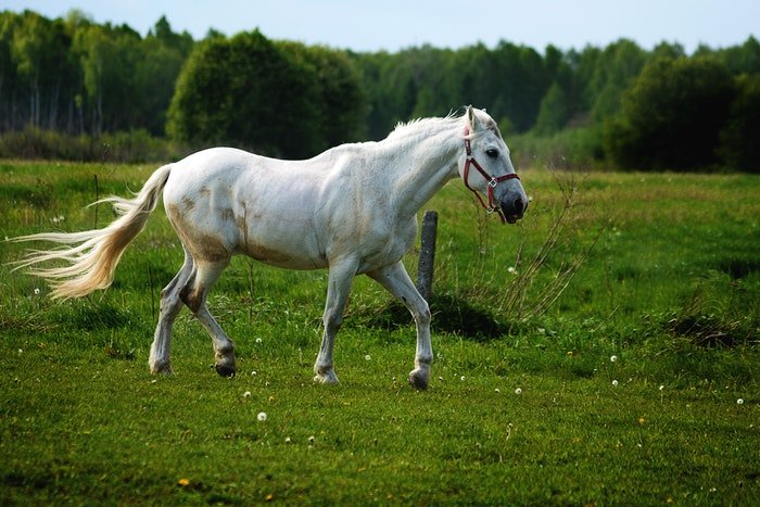Белая лошадь бежит на улице