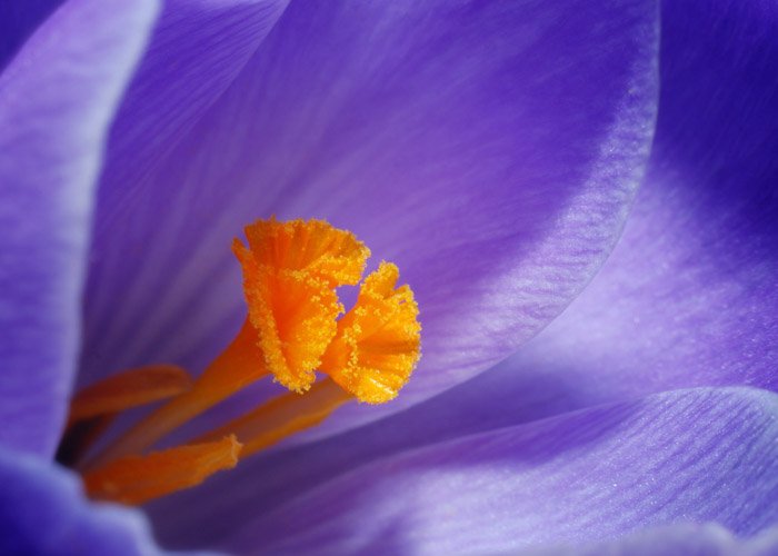 Макрофотография центра фиолетового цветка