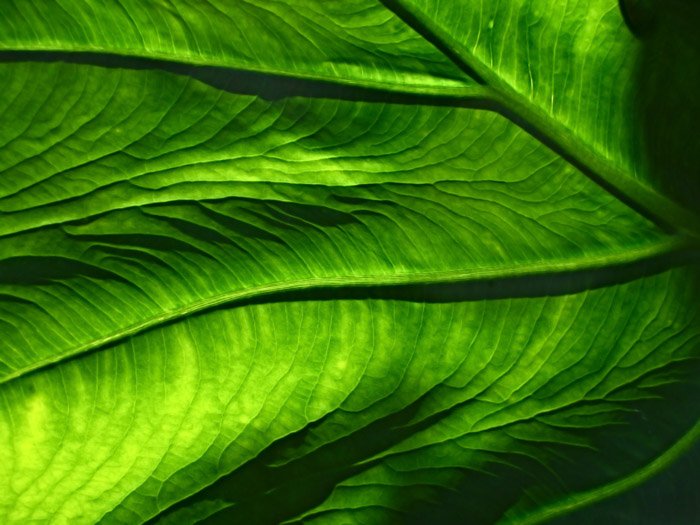 Макрофотография зеленого листа