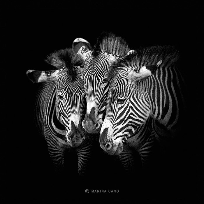 Три зебры с головами вместе на черном фоне, фото Марины Кано