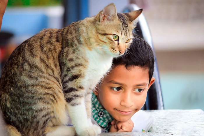 Кошка табби рядом с маленьким мальчиком
