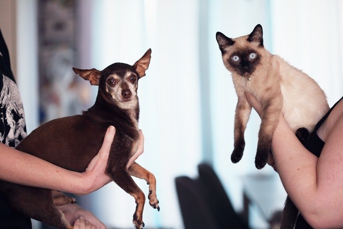 Маленькая собака и сиамская кошка на руках у своих хозяев