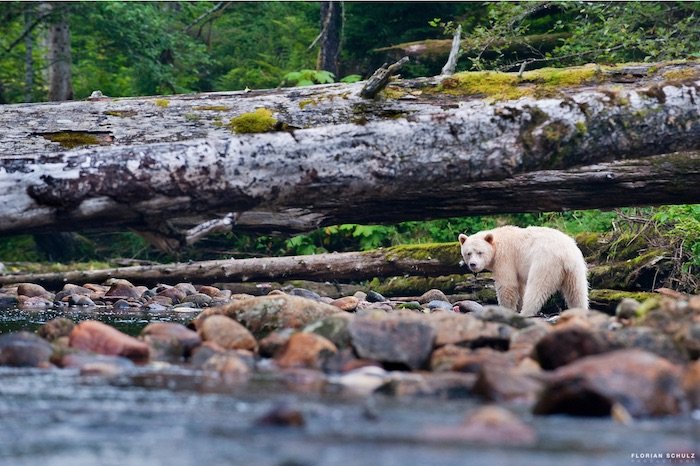 Медведь, идущий вдоль реки, сделанный фотографом дикой природы Флорианом Шульцем